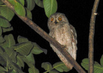 Socotra Scops Owl