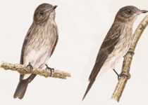 Sodhi's Flycatcher