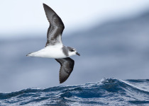 Soft-plumaged Petrel