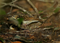 Sokoke Pipit