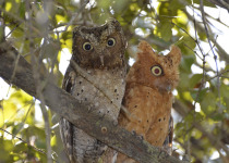 Sokoke scops owl