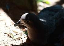 Solander's Petrel