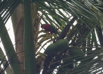 Solitary Lorikeet