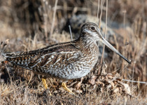 Solitary Snipe