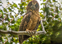 Solomon Islands Boobook