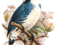 Solomon Islands kingfisher