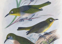 Solomon Islands White-eye
