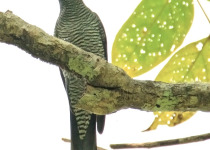 Solomons Cuckooshrike
