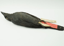 Solomons Cuckooshrike