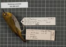 Solomons White-eye