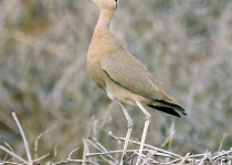 Somali Courser