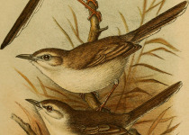 Somali Prinia