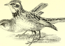 Somali Short-toed Lark