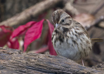 Song Sparrow