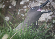 Sooty Albatross
