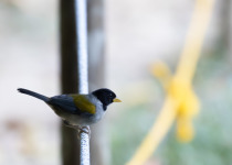 Sooty-capped Bush Tanager