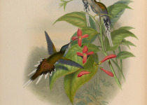Sooty-capped Hermit