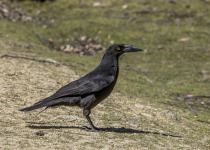 Sooty Currawong