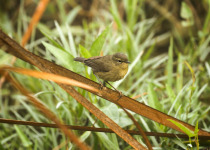 Sooty-faced Leaf Warbler