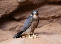 Sooty Falcon