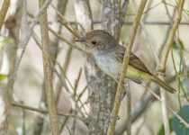 Sooty-fronted Spinetail
