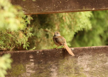 Sooty-fronted Spinetail