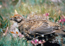 Sooty Grouse