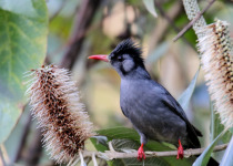 Sooty-headed bulbul