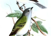 Sooty-headed Tyrannulet
