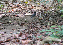 Sooty Thrush
