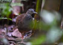 Sooty Wood Quail