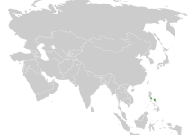 Sorsogon Striped Babbler