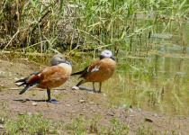 South African Shelduck
