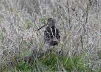 South American Snipe