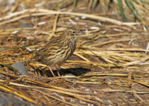 South Georgia Pipit