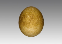 South Georgian Diving Petrel