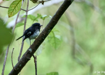 South Island Robin