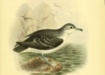 South Pacific Shearwater