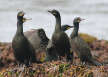 South Polar Skua