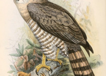 Southern Banded Snake Eagle