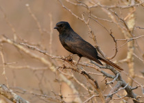 Southern Black-Flycatcher