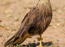 Southern Caracara