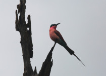 Southern Carmine Bee-eater