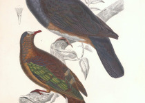 Southern crowned pigeon