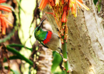 Southern Double-collared Sunbird