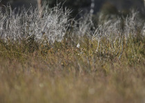 Southern Emu-wren