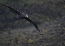 Southern Giant Petrel