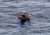 Southern Giant Petrel