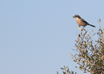 Southern Grey Shrike