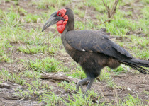 Southern Ground Hornbill